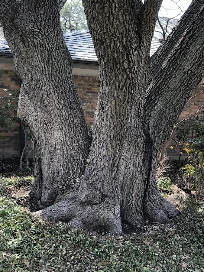 Mature heritage tree close to a North Tazewell property cared for by certified arborists